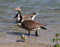 G&auml;nsefamilie